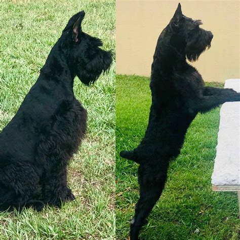 giant schnauzer puppies for sale in florida